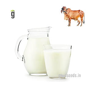Cow Milk A2 Desi (Raw) - 500 ml