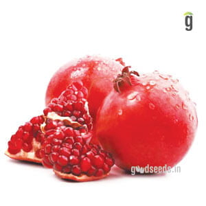 Pomegranate Pomegranate